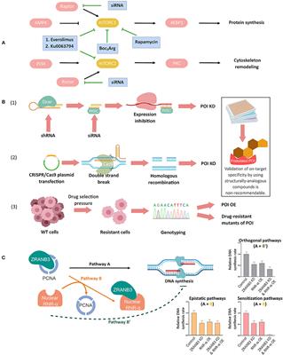 Chemical Biology Gateways to Mapping Location, Association, and Pathway Responsivity